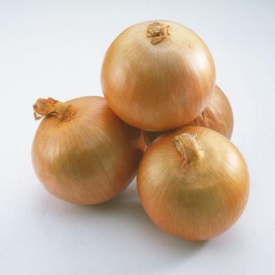 China New Fresh Onion, Fresh Yellow Onion Supplier for sale