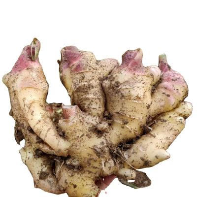 China Fresh Chinese Fresh Ginger Export For Sale In Russian Bulk for sale