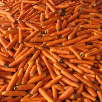 China China Fresh Fresh Carrot 4.5 8 9 10 Kg Carton Min Export Price Of Carrots for sale