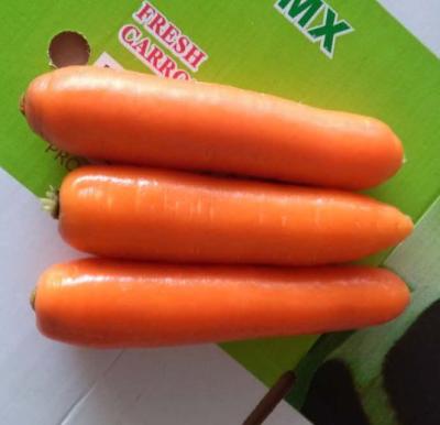 China China Fresh Fresh Carrot for sale