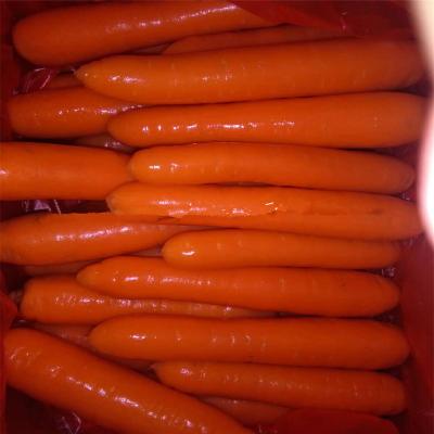 China Large Fresh Malaysian Carrots Supply, Fresh Carrots in 4.5kg Carton for sale