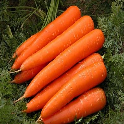 China Fresh Chinese Shandong Fresh Carrot in Carton for sale