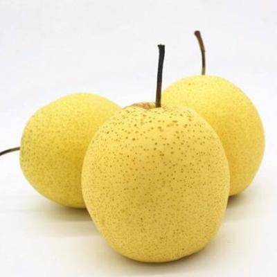 China China Fresh Snow Pear Fresh Fruit Fresh Exporter for sale