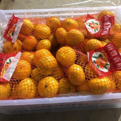 China Large fresh quality export nanfeng tangerine supply, welcome to consult for sale