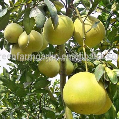 China fresh chinese fresh grapefruit for sale for sale