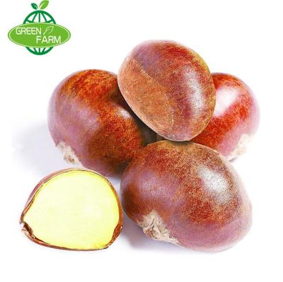 China Hot Selling New Fresh Fresh Cultivation Chestnut for sale