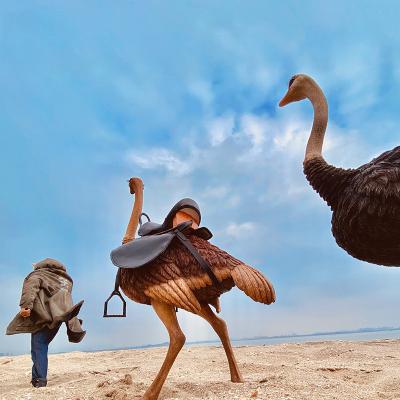 China China Resin Artificial Ostrich Hot Selling Animal Figurine For Desktop Decoration for sale