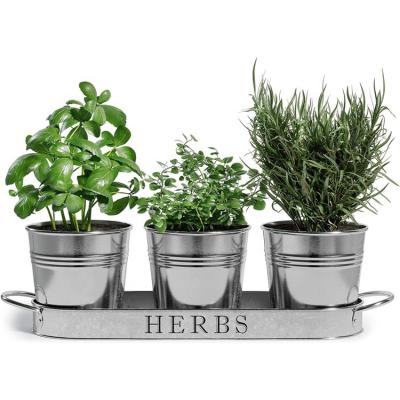 China Durable Herb Pot Planter Set with Tray for Indoor Garden or Outdoor Use, Decorative Galvanized Metal Succulent Potted Planters for sale