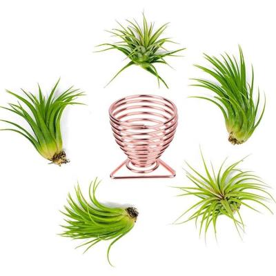 China Durable Tillandsia Plant Display Racks, Live Tropical House Plants for Air Plants Home Decor-Indoor for sale