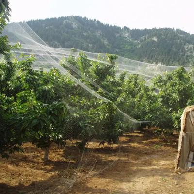 China Wholesale Agriculture Protective Bird Nets For Orchard Agricultural Bird Mist Nets for sale