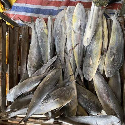 China NATURE Wholesale 100% N.W Whole Round Frozen Mahi Fish Price for sale