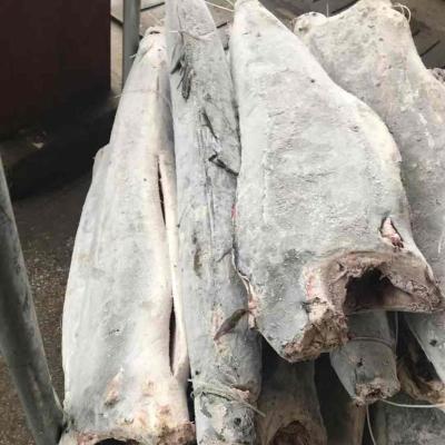 China High quality HGT FROZEN frozen blue marlin/black marlin on sale for sale