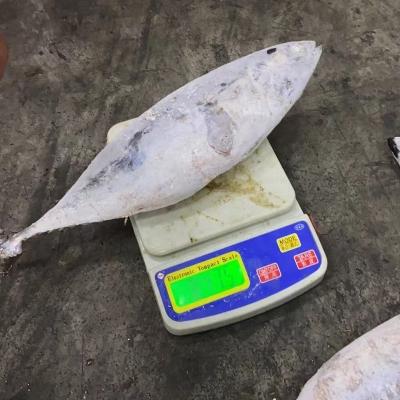 China Tuna Whole Round Low Fat Frozen Fish Bonito 500g+ for sale