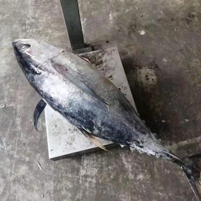 China 3.4-10KG IQF Low Fat Frozen Fresh Whole Yellow Fin Tuna Fish Price for sale