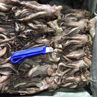 China High Quality Low-CARB Indian Ocean Squid Tentacle Frozen Price for sale