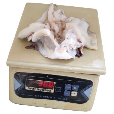 China Manufacturer's Wholesale Nutritious Frozen Giant Squid Neck 300-500g for sale