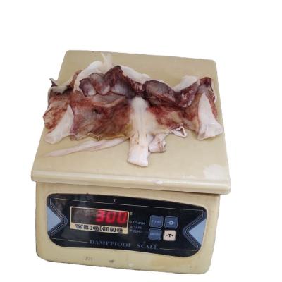 China Nutritious Neck from 100% N.W. Frozen Peru Squid Neck Giant Squid for sale