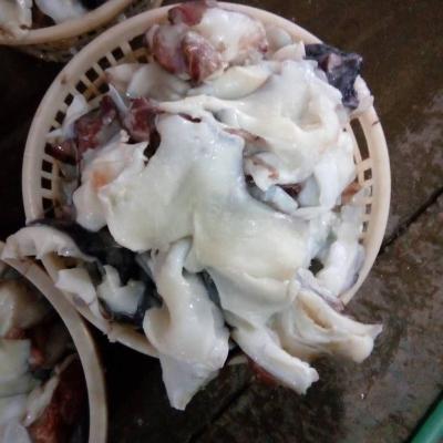 China Nutritious Frozen Giant Squid Neck Cleaned for sale