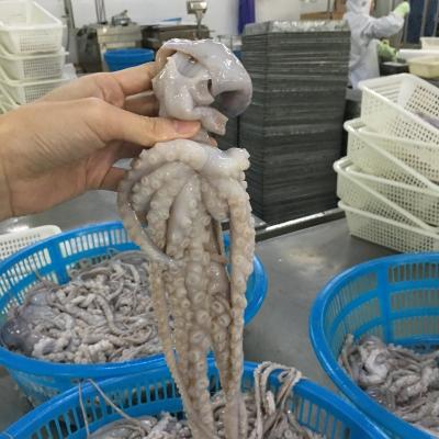 China Frozen Whole Cleaned Baby Octopus 20-40g for sale