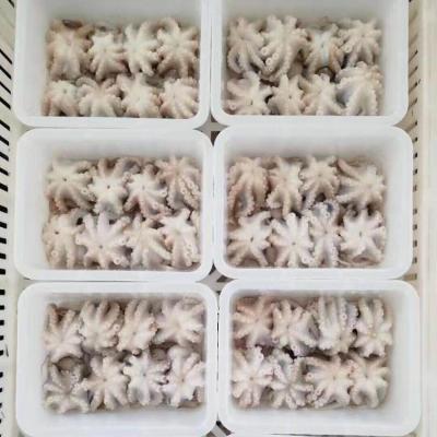 China High quality frozen baby octopus for sale 20-40 for sale