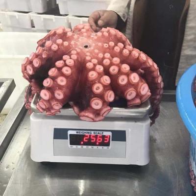 China Newcomer frozen boiled octopus 1-2kg for sale