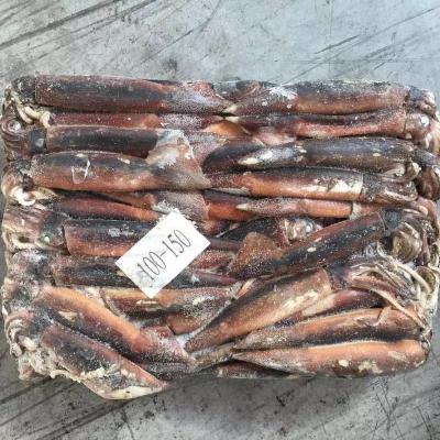 China Argentina Illex Nutritious Squid Seafood Frozen/Fresh Wholesale for sale