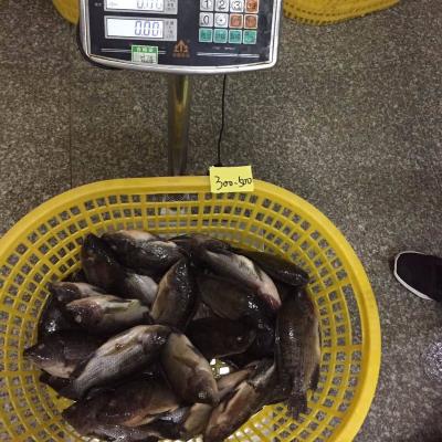 China Tilapia Factory Exporter NATURE Frozen Tilapia WR Wholesale Price for sale