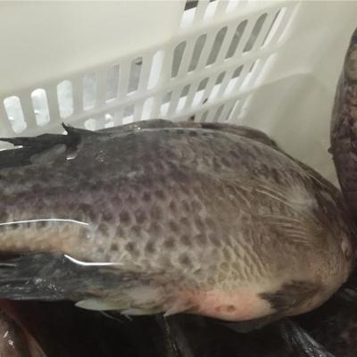 China Buyer FROZEN Gutted and Measured Frozen Tilapia Fish Wholesale Price for sale