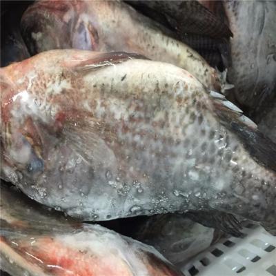 China NATURE Tilapia Low Price Frozen Black Tilapia Fish Tilapia Wholesale for sale