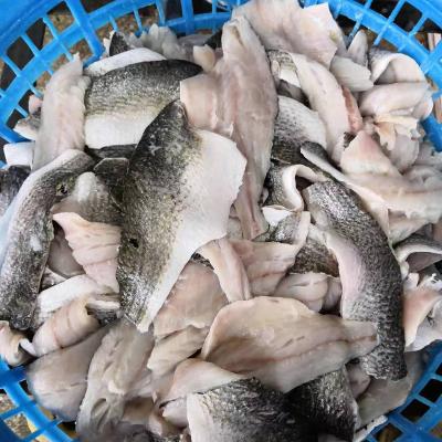 China NATURE red drum frozen fish for sale drum fish girdle wholesale for sale