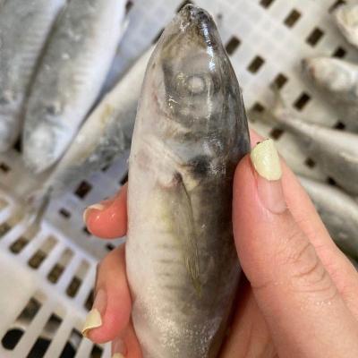 China Good Price Low Sugar Wholesale Sea Fish Frozen Short Body Saurels Fish for sale