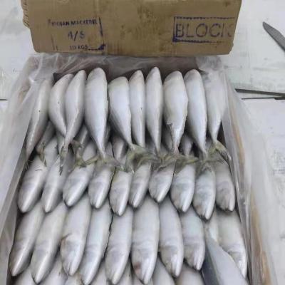 China Good price mackerel fish farming low fat frozen indian mackerel fish from china for sale