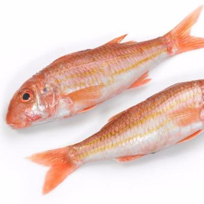 China NATURE red mullet frozen fish for sale