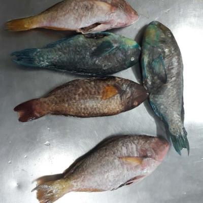 China NATURE Scarus Ghobban Frozen Parrot Fish Whole Round For Sale for sale