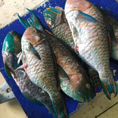 China FROZEN GS Indonesia Parrot Fish for sale