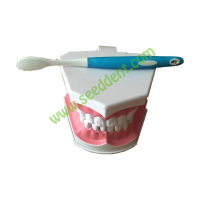 China Dental Teaching Model with brush for sale