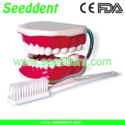 China Dental study model with toothbrush for sale