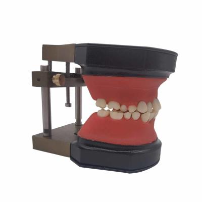 China Orthodontic Training Typodont Dental Teeth Model / Teeth Model for training / Study Teaching Model for sale