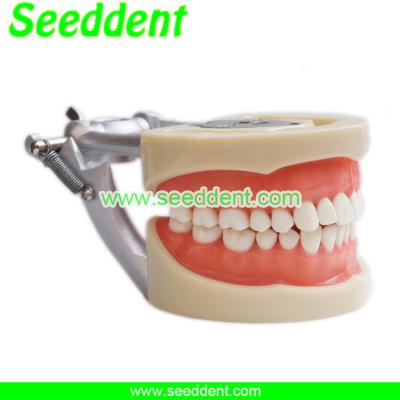 China Modelo estándar desprendible dental de los dientes en venta