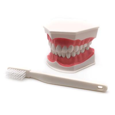 China Dental teeth model / Dental G-Brushing Model for sale