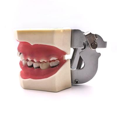 China Dental Medicine Science Education Model Practice Human Teeth Oral Model Periodontal Disease Model for sale