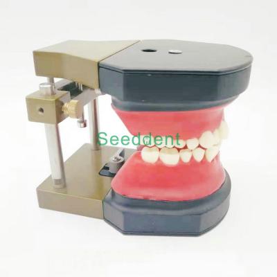 China Orthodontic Typodont Dental Teeth Model / Teeth Model for training / Study Teaching Model HST-B11 for sale