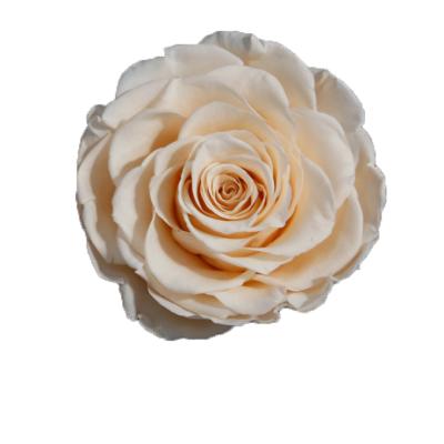 China Docorative Wedding Decorative Flowers 9-10cm All Colors Preserved Forever Rose Head To Make DIY Home Flower Boxes Decorative for sale