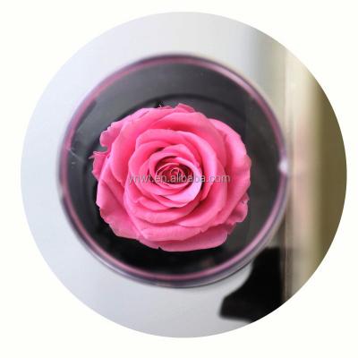 China Romantic Preserved Natural Touch Xingsheng Flowers Artificial Flowers Valentines Day Decorative Gifts For Women for sale