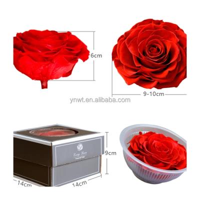 China Wholesale Natural Preserved Single Wall Roses Eternal Rose Bud Large Wedding Rose 9-10cm DIY for sale