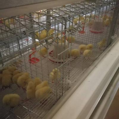 China Chicken Farm Chicken Layer Cage Cheap Price H Type Automatic 3 Tier 120 Capacity Chicken Layer Cage For Poultry Farm In Botswana for sale