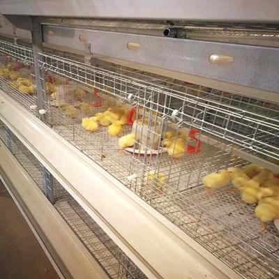 China Farms Complete Automatic Pullets Raising Animal Cages Chicken Brood Cage System For Chick Brooders And Raising Hens For Sale for sale