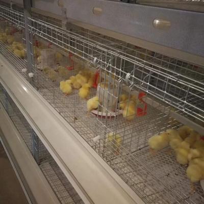 China Farms Automatic Hot Dip Galvanized Pullet Baby Chicks Battery Cage For Day Old Layer Chicken for sale