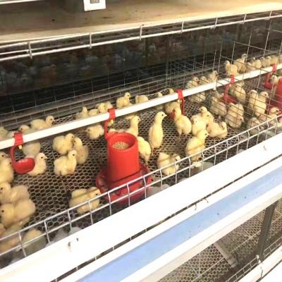 China Cultivate style automatic chicken rearing pullet rearing cage system cages for broiler chicken farm cage for sale