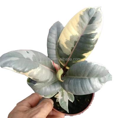 China Eco-Friendly Natural Elastica Rubber Cute Plants Ficus Tree Ornamental Plants For Decoration Home Nursery for sale